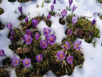 Consiliul Suprem Pleiadian